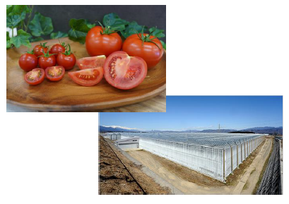 画像:(左)同園が栽培・販売するミニトマト。ほどよい甘さとさわやかな酸味のバランスがとれた味わいが特徴です (右)約5haの広さを誇り、年間約1,700トンのトマトを栽培しているガラスハウス